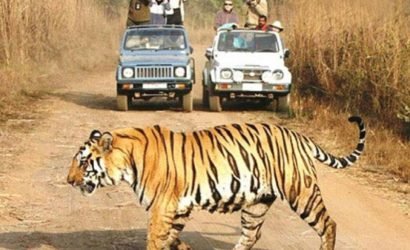 tiger crossing in Jugle Safari Rajaji National Park