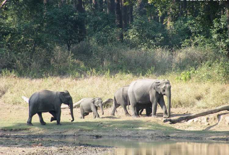 elephants seen in jungle safari in Rajaji National Park