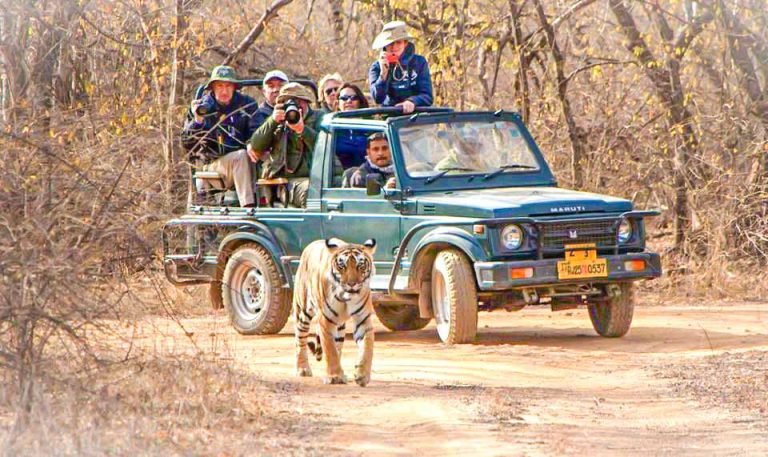 ranthambore safari safety