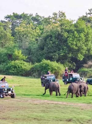 Jeep Safari In Ranthambore