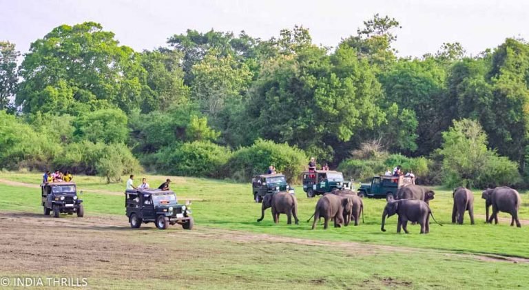 ranthambore safari from jaipur