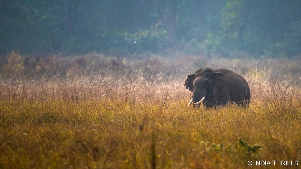 Elephant sighting during canter safari in corbett