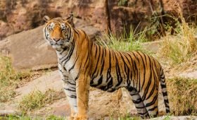 Tiger sighting during canter safari in jim corbett