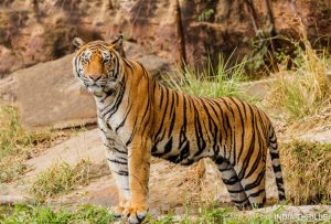 Tiger sighting during canter safari in jim corbett
