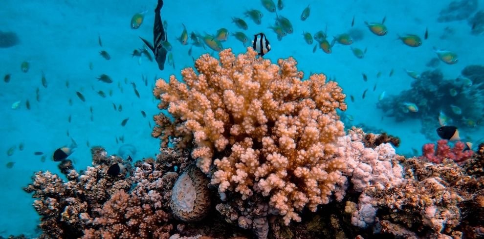 Corals present in neil island
