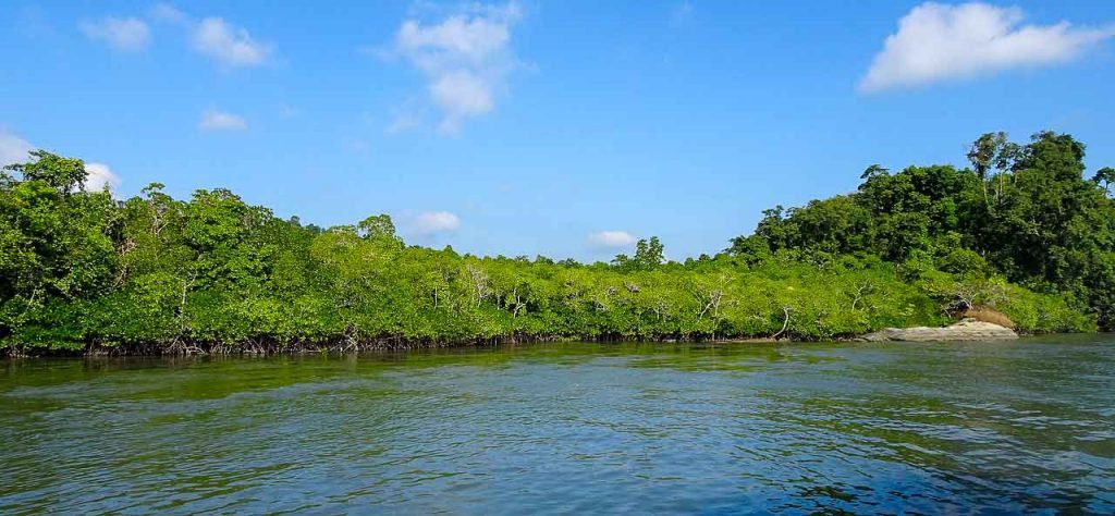 mangroves-gf6338b8aa_1280