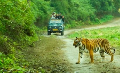 Dhikala Zone | Best Place for jungle safari