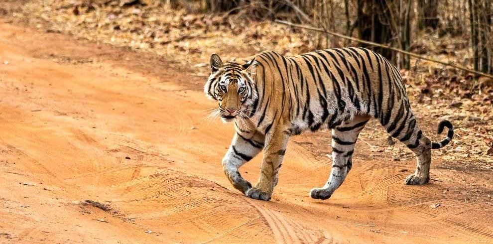 Visit Jim Corbett National Park | Bengal Tiger Reserve Park