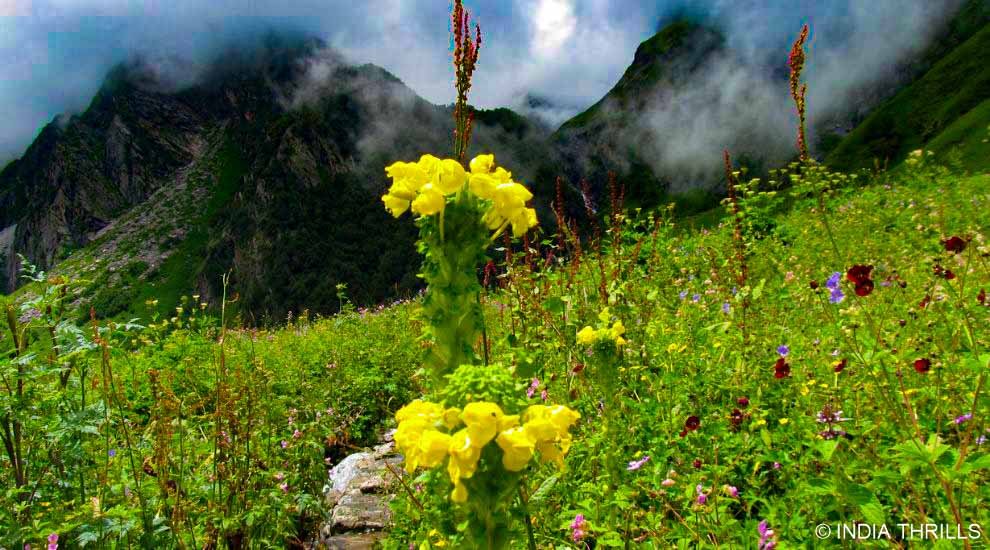 Valley of Flowers 02