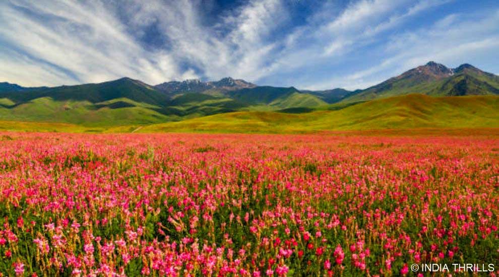 Best Season to visit Valley of Flowers in Uttarakhand