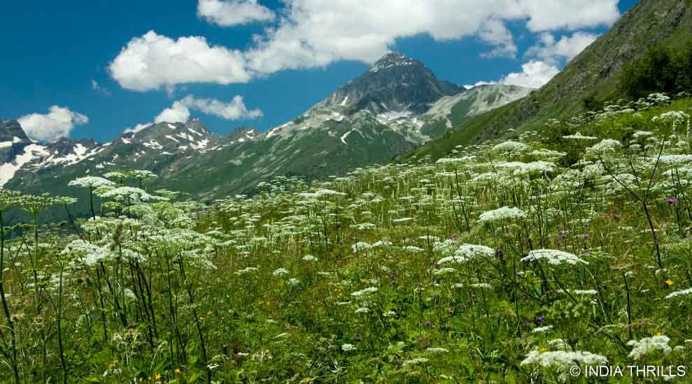 Beautiful View of The Valley of Flowers