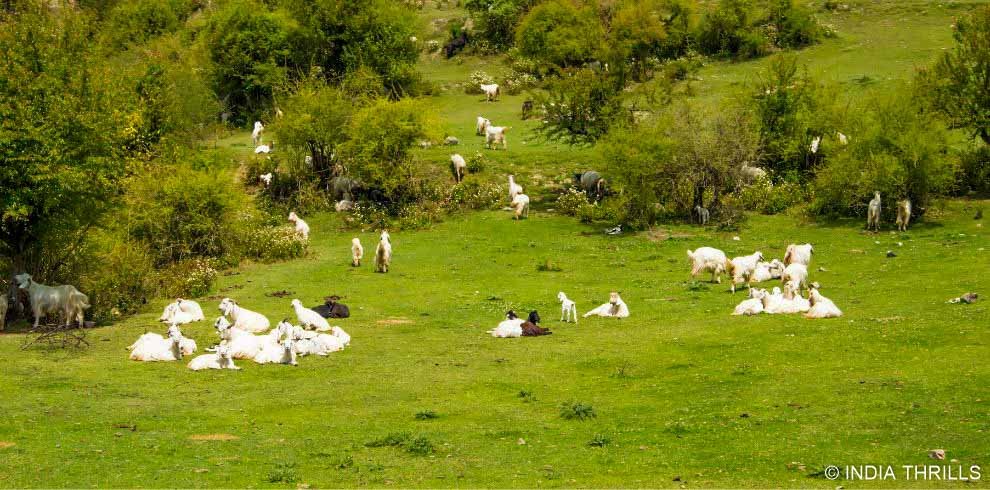 Himalayan Meadows Alpine | Dayara Bugyal Trek