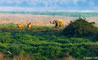 Best Places to Visit in Jim Corbett National Park