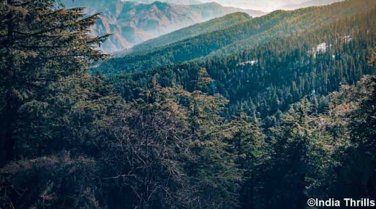 Kiala Forest, Shimla