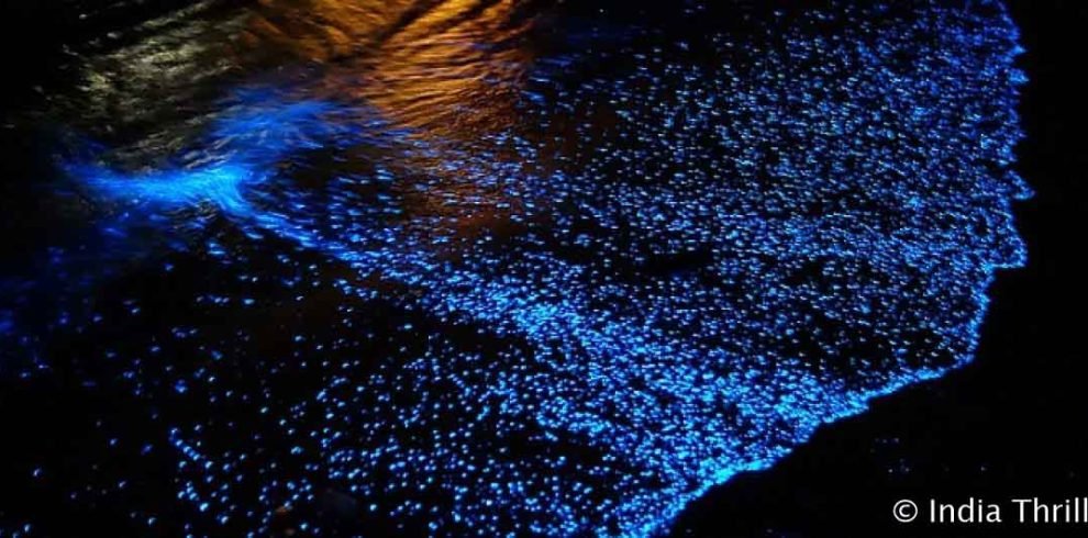 Witness bioluminescence in havelock Island, Andaman