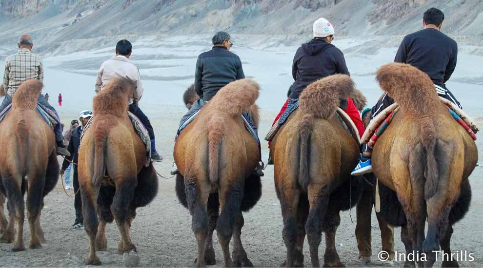 Camel Safari Ladakh - 1